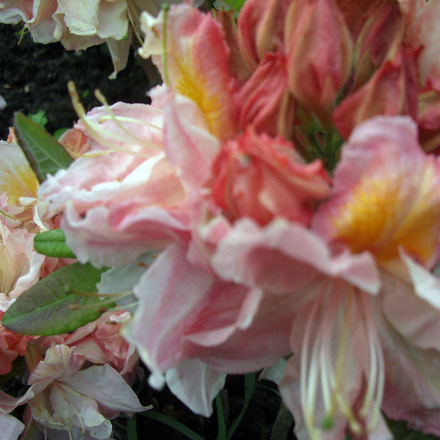 Kategorie <b>Hecken </b> - Laubabwerfender Rhododendron 'Raimunde' - Rhododendron luteum 'Raimunde'