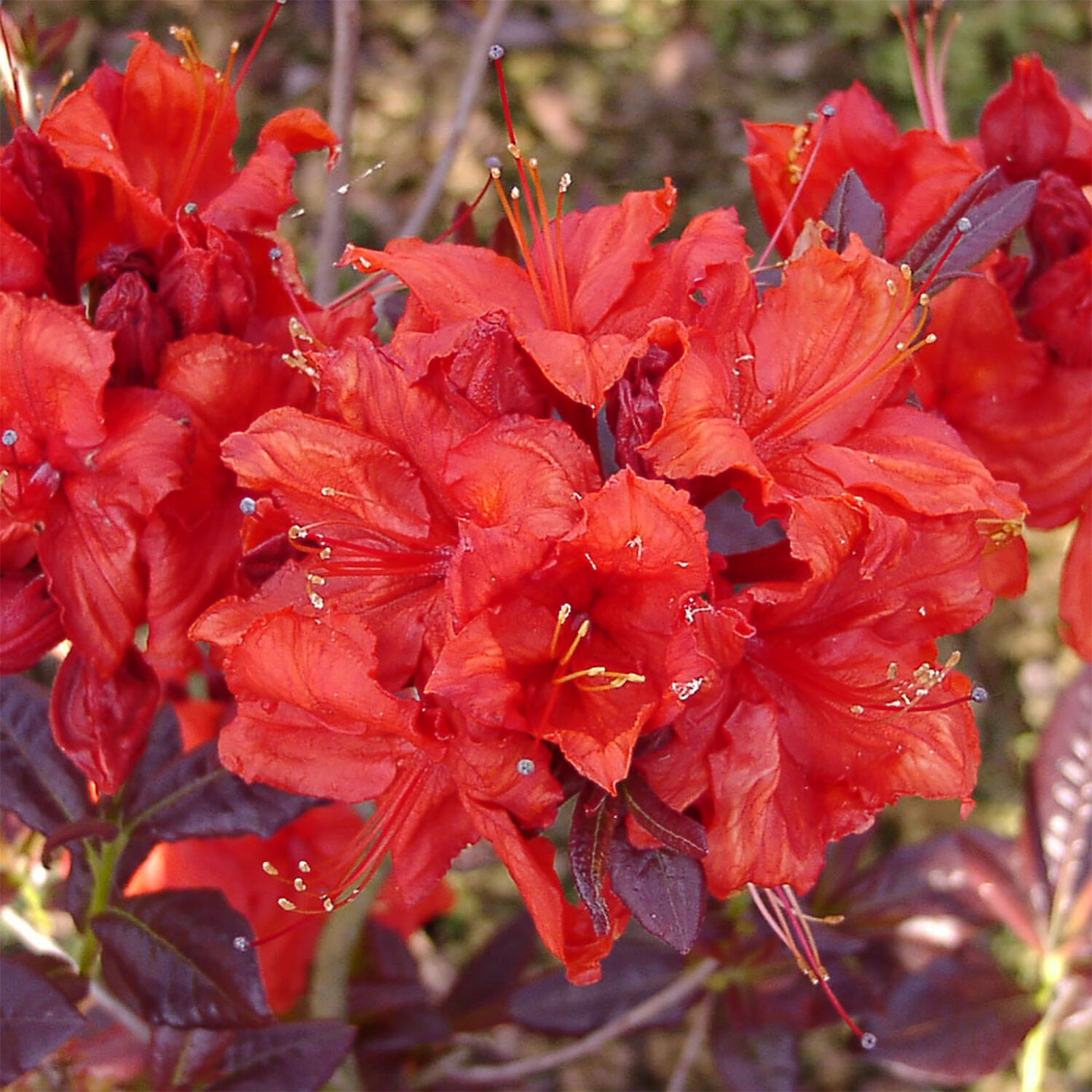 Kategorie <b>Hecken </b> - Laubabwerfender Rhododendron 'Royal Command' - Rhododendron luteum 'Royal Command'