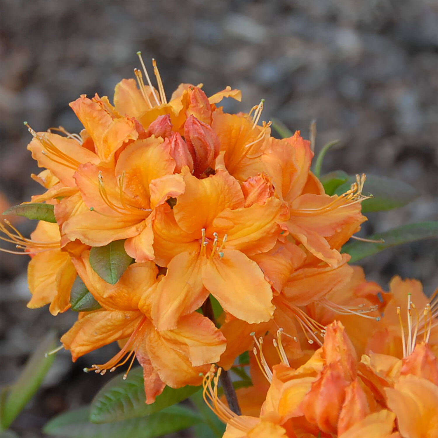 Kategorie <b>Hecken </b> - Laubabwerfender Rhododendron 'Rumba' - Rhododendron luteum 'Rumba'