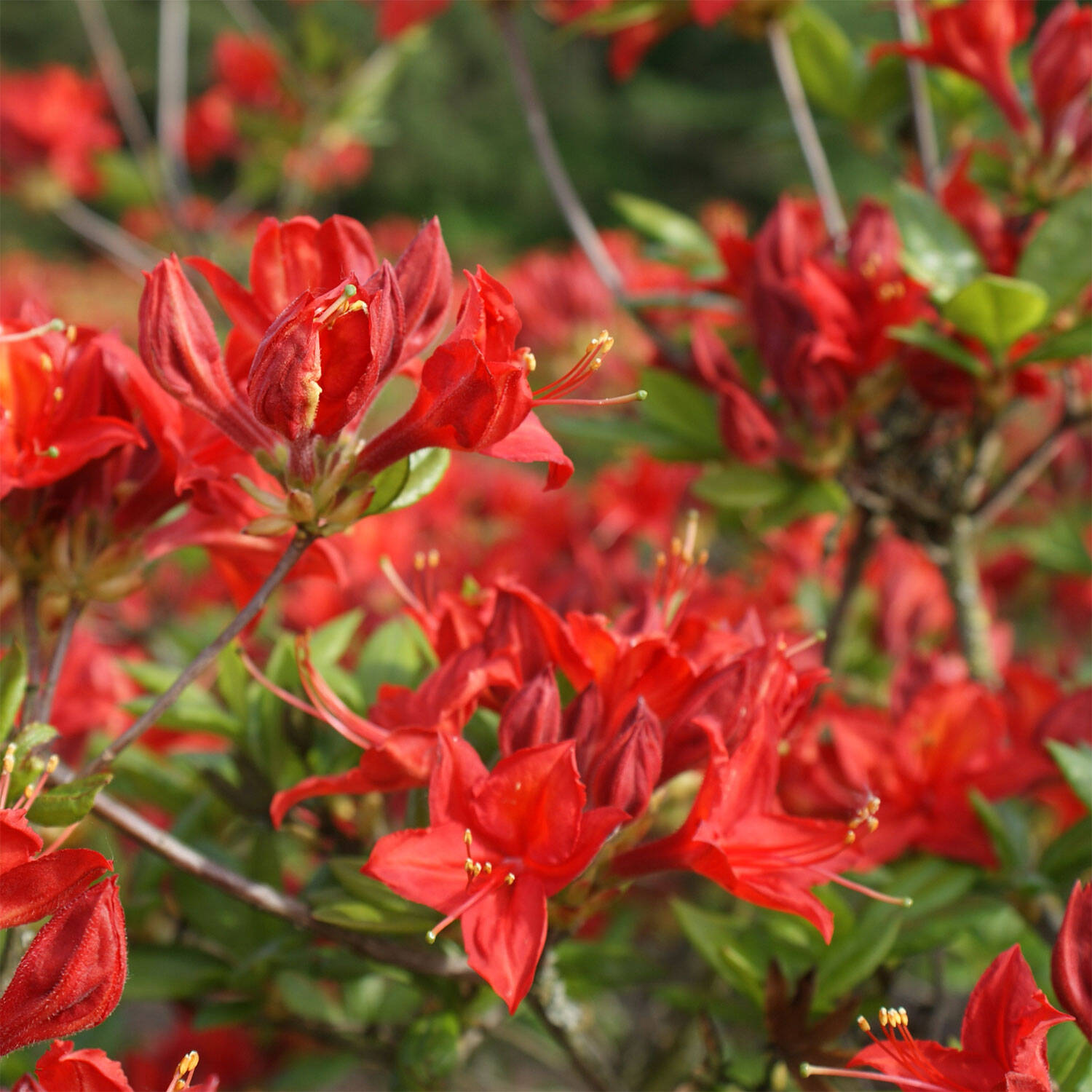 Kategorie <b>Hecken </b> - Laubabwerfender Rhododendron 'Satan' - Rhododendron luteum 'Satan'