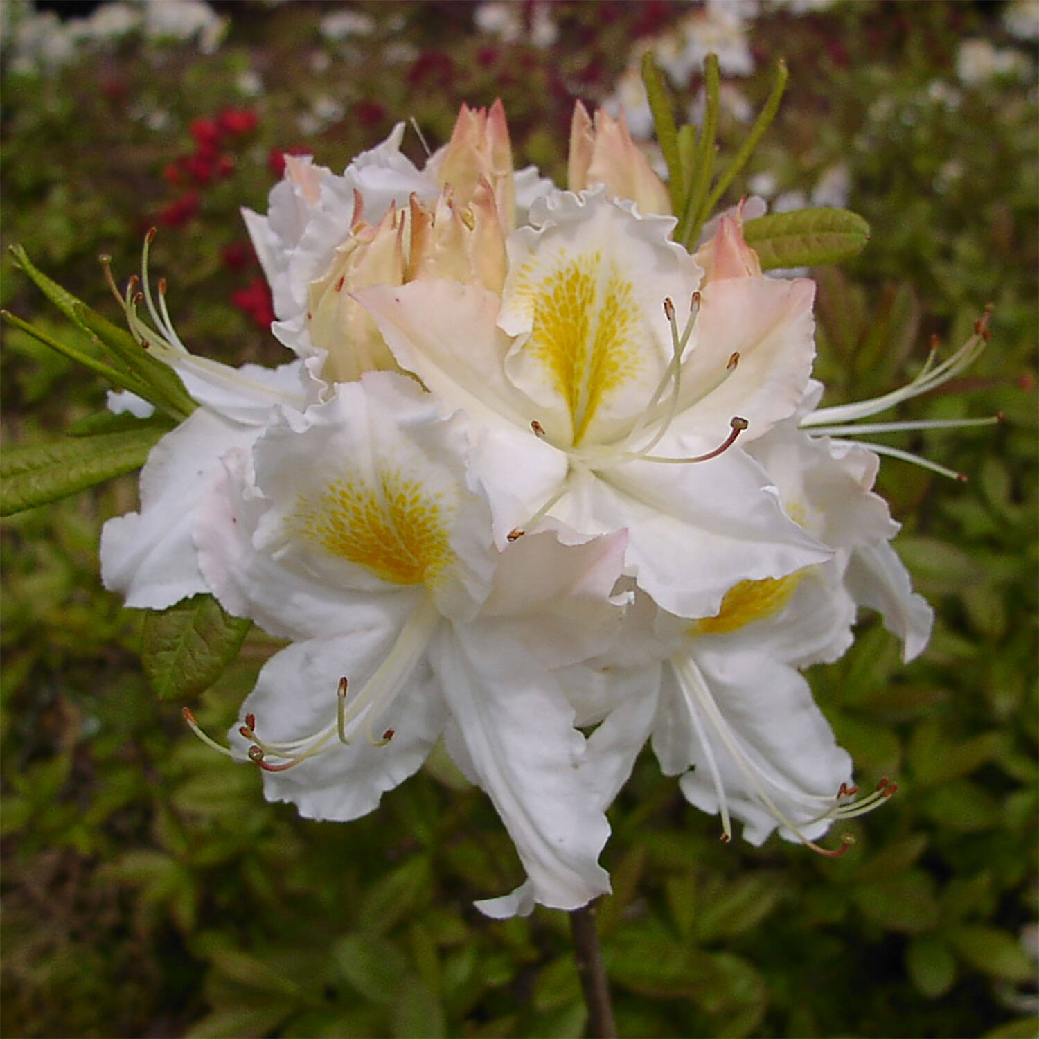 Kategorie <b>Hecken </b> - Laubabwerfender Rhododendron 'Schneegold' - Rhododendron luteum 'Schneegold'