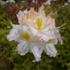 Rhododendron luteum Schneegold
