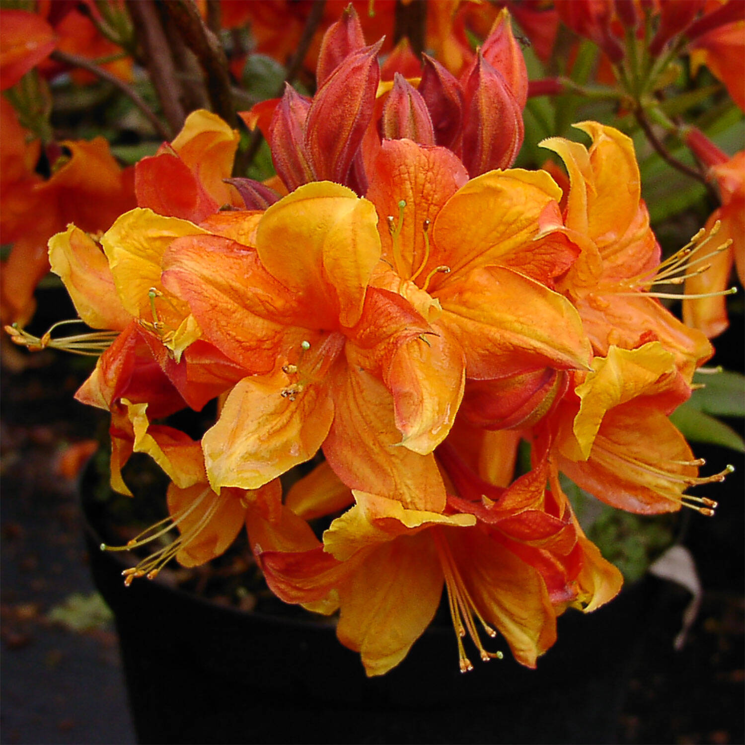 Kategorie <b>Hecken </b> - Laubabwerfender Rhododendron 'Sunny Boy' - Rhododendron luteum 'Sunny Boy'