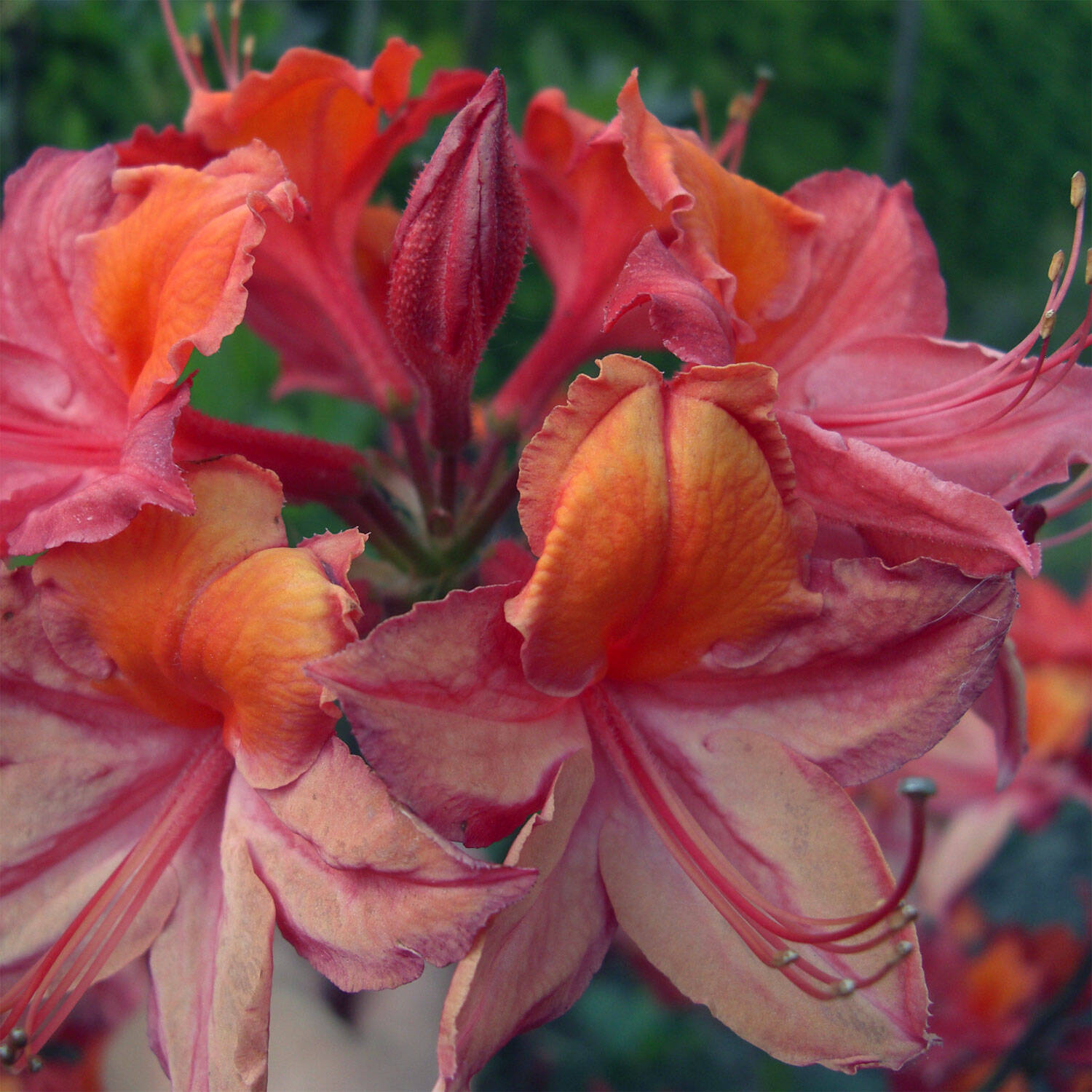 Kategorie <b>Hecken </b> - Laubabwerfender Rhododendron 'Tunis' - Rhododendron luteum 'Tunis'