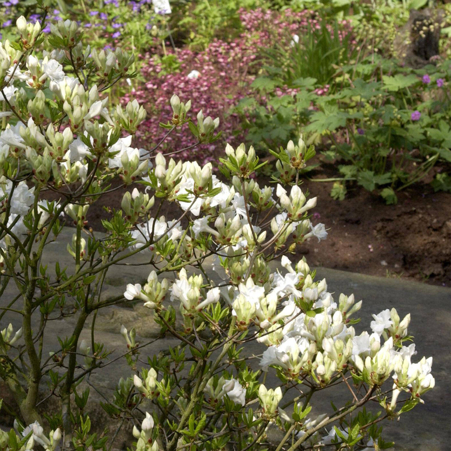 Kategorie <b>Hecken </b> - Laubabwerfender Rhododendron 'Whitethroat' - Rhododendron luteum 'Whitethroat'