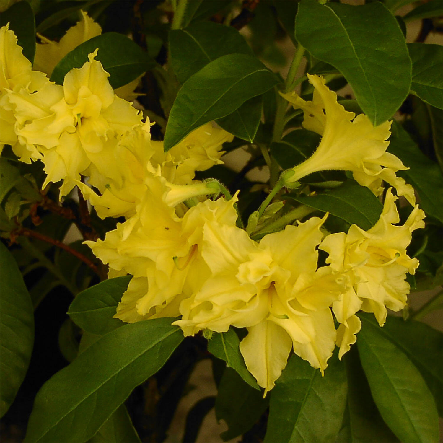 Kategorie <b>Hecken </b> - Laubabwerfender Rhododendron 'Yellow Pom Pom' - Rhododendron luteum 'Yellow Pom Pom'