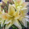 Rhododendron luteum Yellow Pom Pom