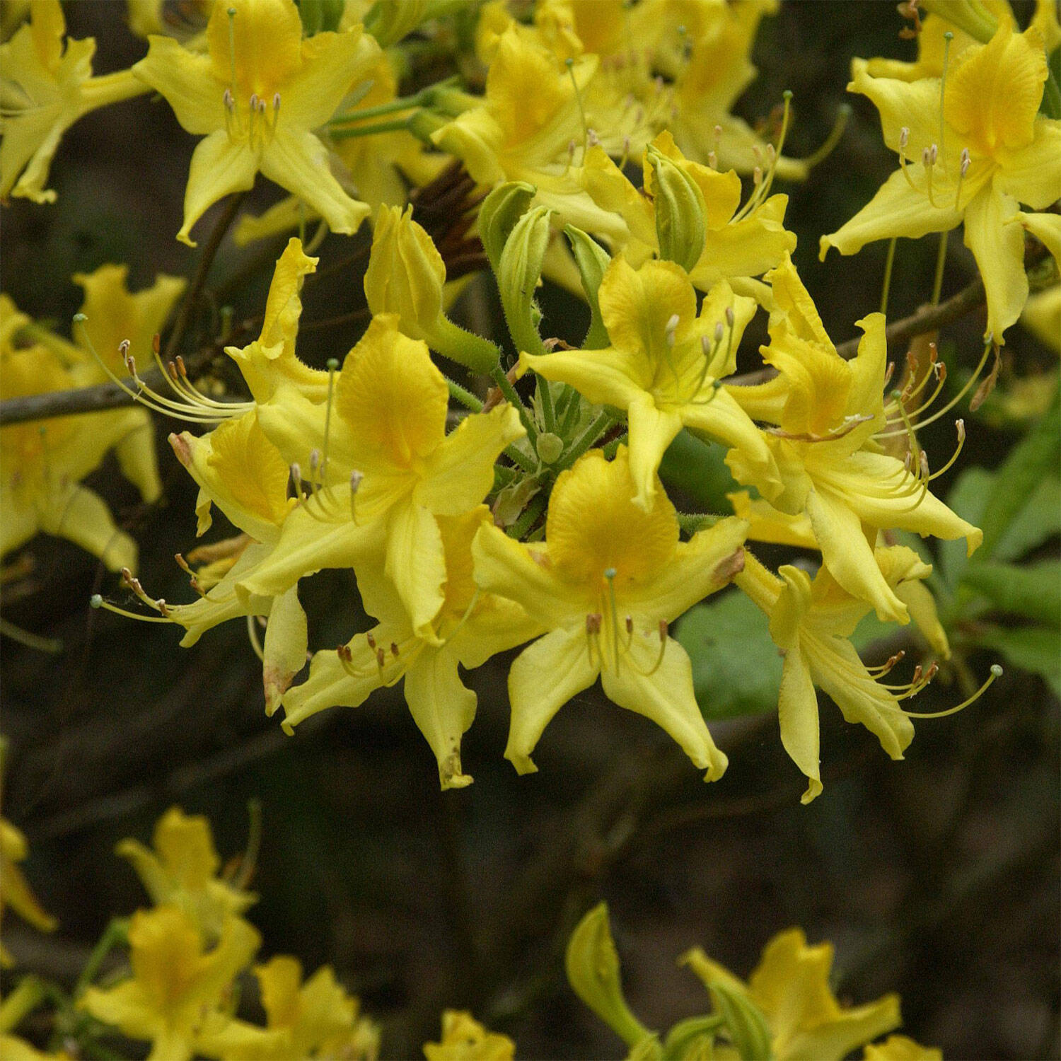 Kategorie <b>Hecken </b> - Laubabwerfender Rhododendron luteum - Rhododendron luteum (pontica)