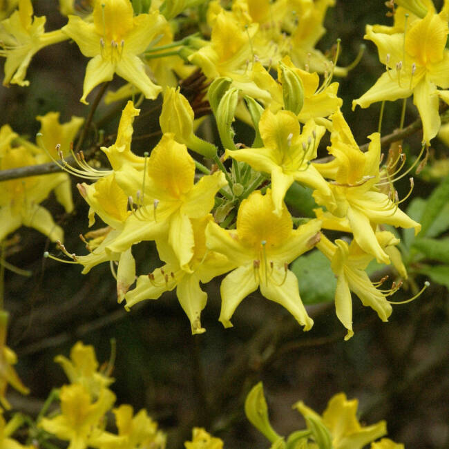 Rhododendron luteum (pontica)