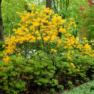 Rhododendron luteum (pontica)