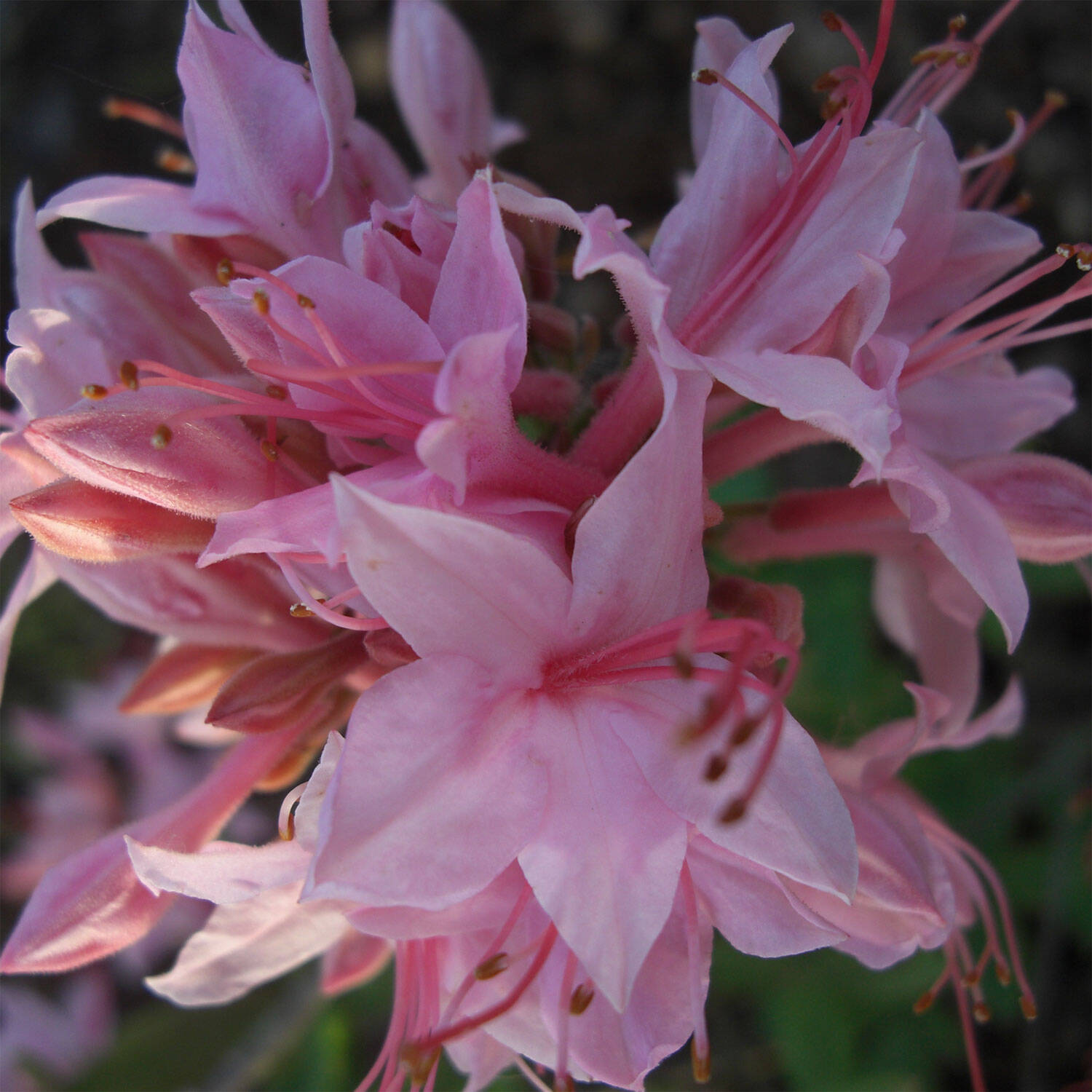 Kategorie <b>Hecken </b> - Laubabwerfender Rhododendron prinophyllum - Rhododendron prinophyllum
