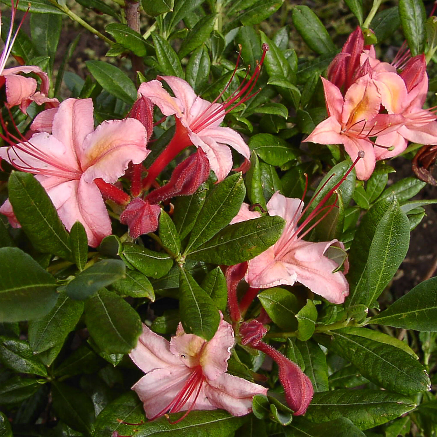 Kategorie <b>Hecken </b> - Laubabwerfender Rhododendron 'Framingham' - Rhododendron viscosum 'Framingham'
