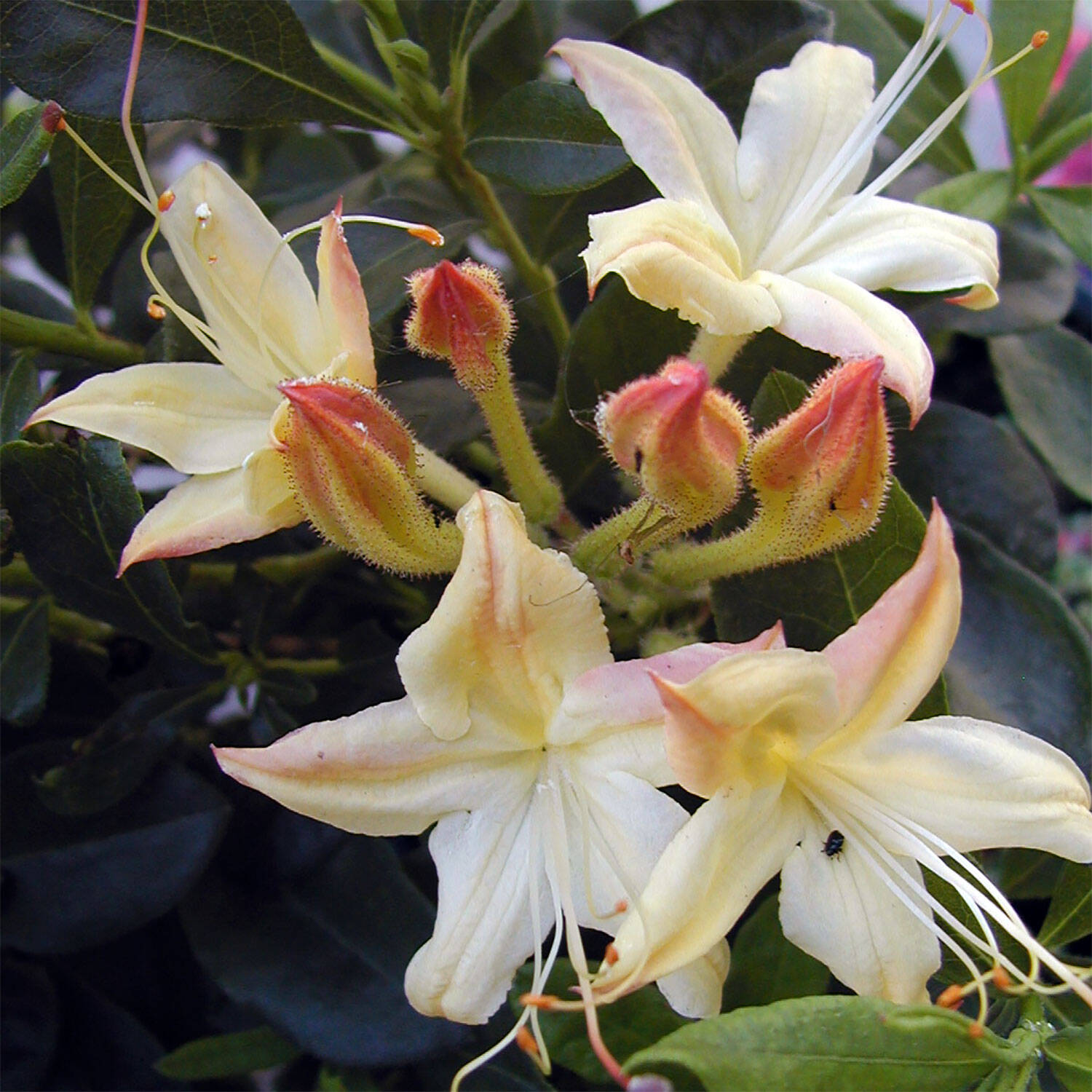 Kategorie <b>Hecken </b> - Laubabwerfender Rhododendron 'Lemon Drop' - Rhododendron viscosum 'Lemon Drop'