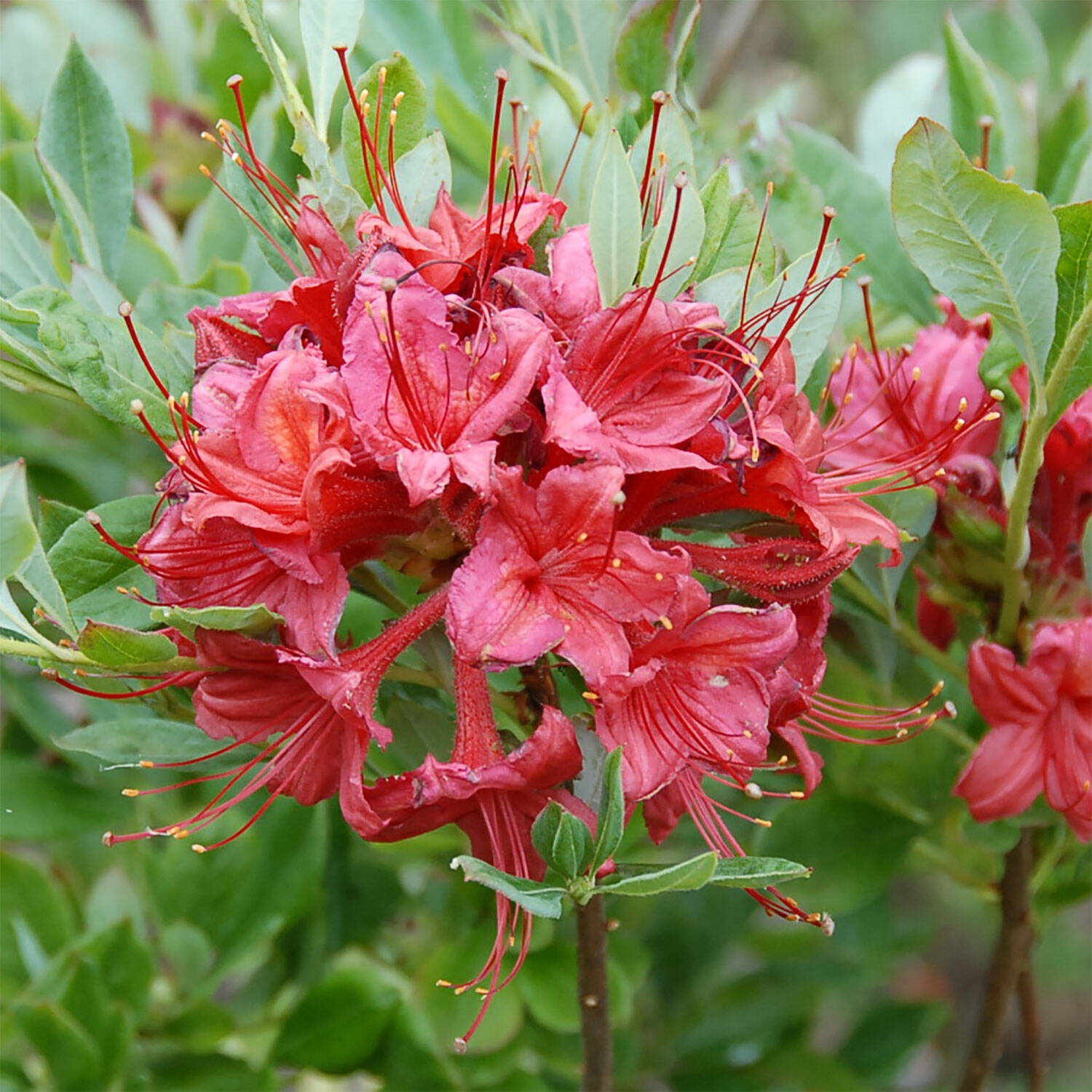 Kategorie <b>Hecken </b> - Laubabwerfender Rhododendron 'Millennium' - Rhododendron viscosum 'Millennium'