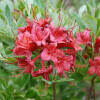 Rhododendron viscosum Millennium