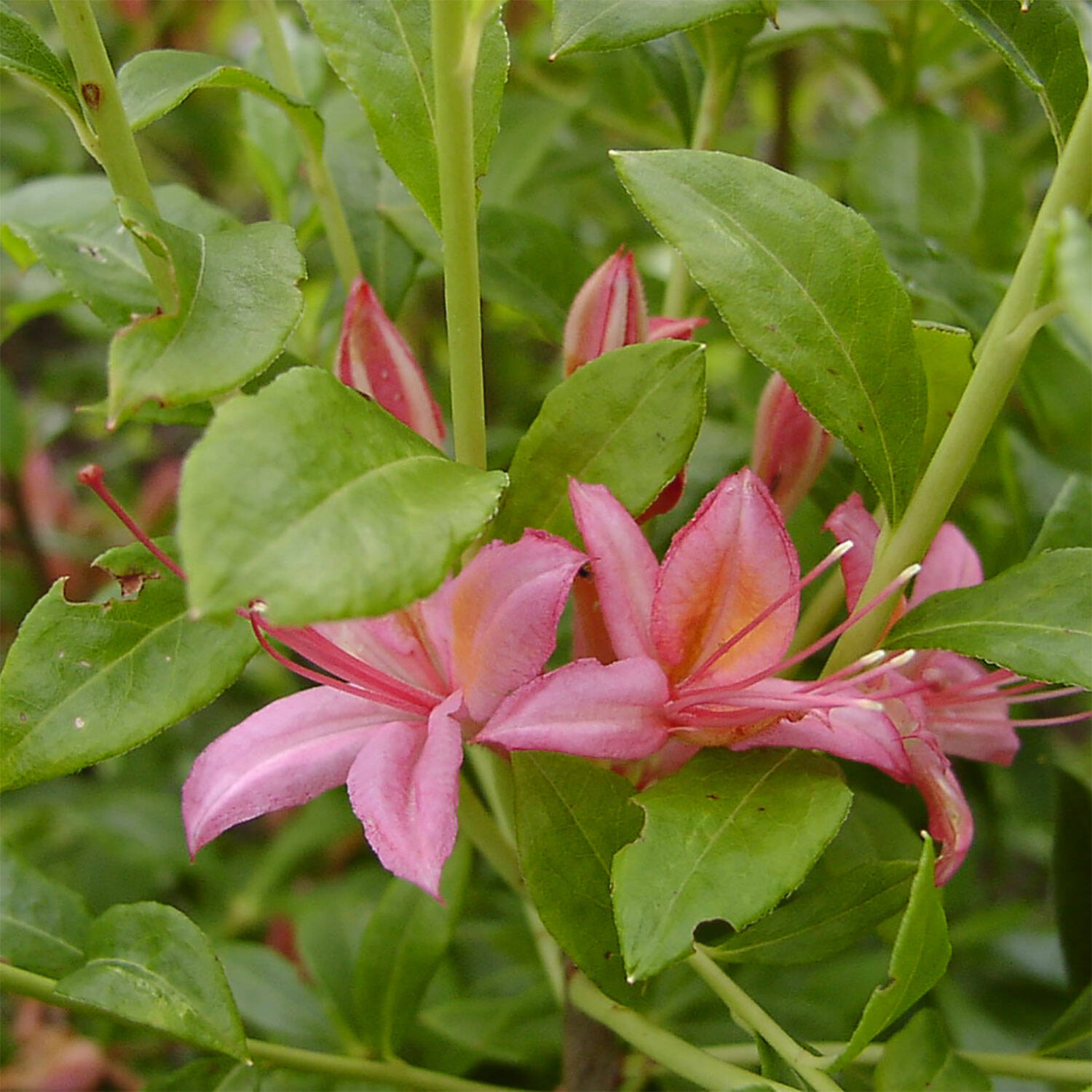 Kategorie <b>Hecken </b> - Laubabwerfender Rhododendron 'Pennsylvania' - Rhododendron viscosum 'Pennsylvania'