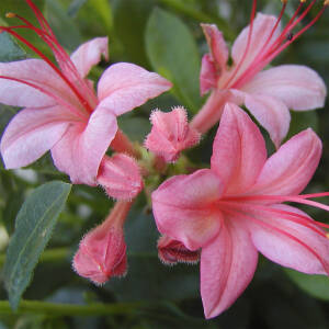 Rhododendron viscosum Pink and Sweet