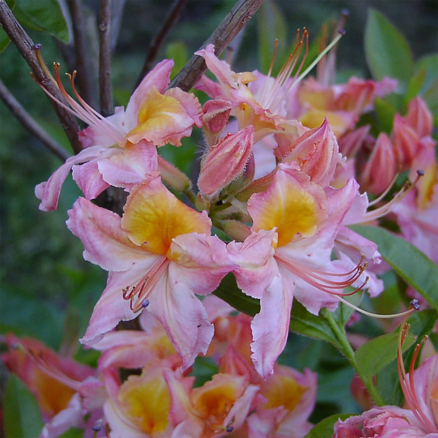 Kategorie <b>Hecken </b> - Laubabwerfender Rhododendron 'Quiet Thoughts' - Rhododendron viscosum 'Quiet Thoughts'