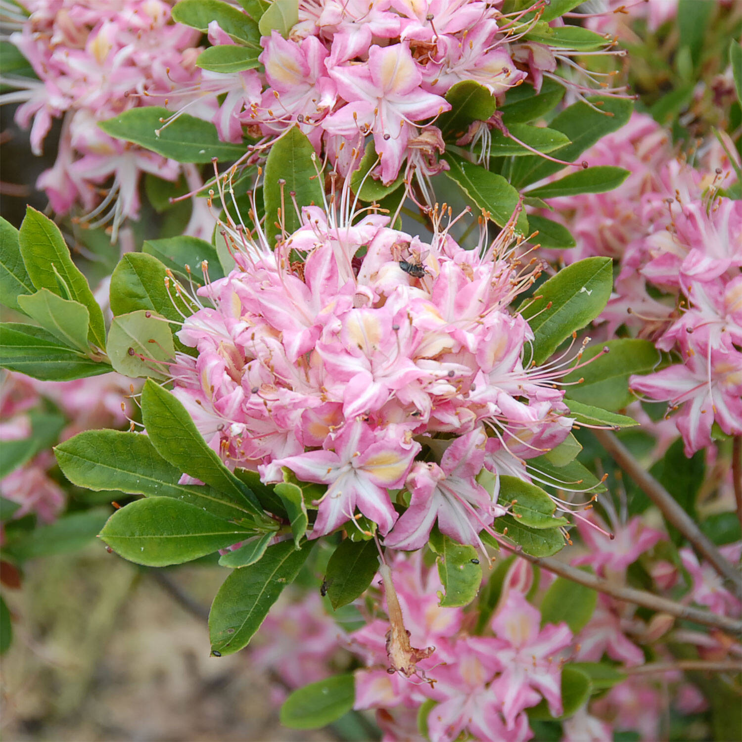 Kategorie <b>Hecken </b> - Laubabwerfender Rhododendron 'Ribbon Candy' - Rhododendron viscosum 'Ribbon Candy'