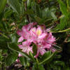 Rhododendron viscosum Ribbon Candy