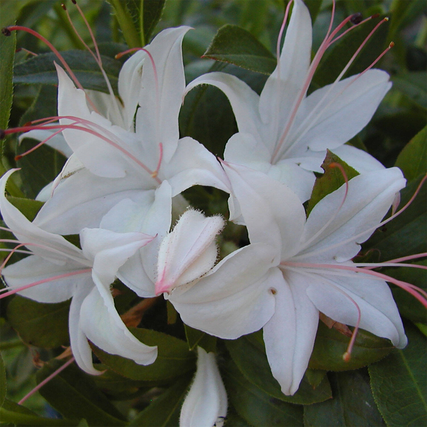 Kategorie <b>Hecken </b> - Laubabwerfender Rhododendron 'Weston's Innocence' - Rhododendron viscosum 'Weston's Innocence'
