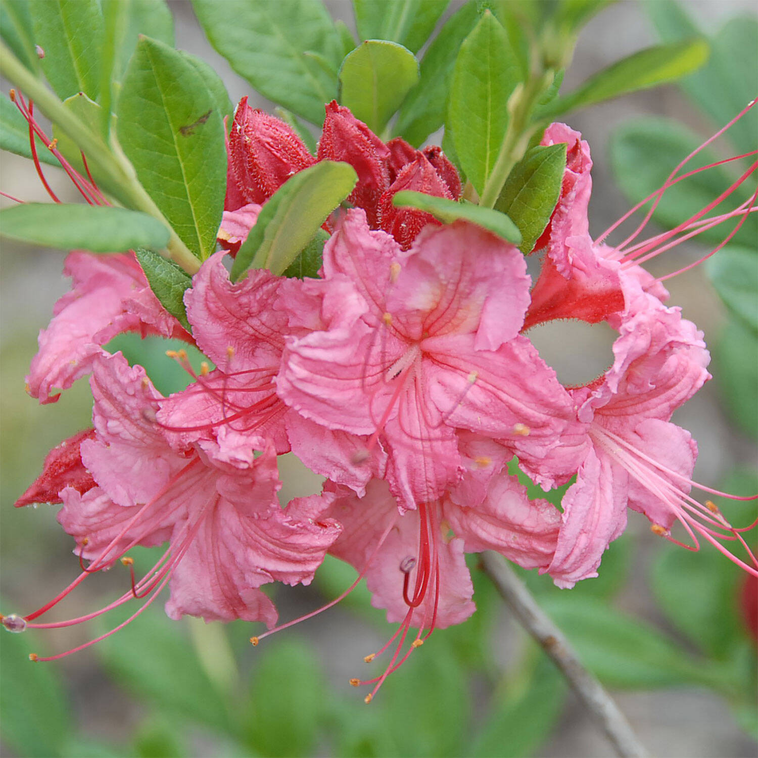 Kategorie <b>Hecken </b> - Laubabwerfender Rhododendron 'Weston's Sparkler' - Rhododendron viscosum 'Weston's Sparkler'