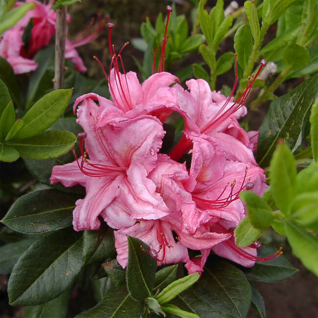 Rhododendron viscosum Westons Sparkler