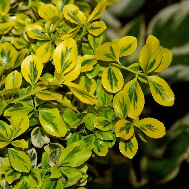 Euonymus fortunei Canadale Gold
