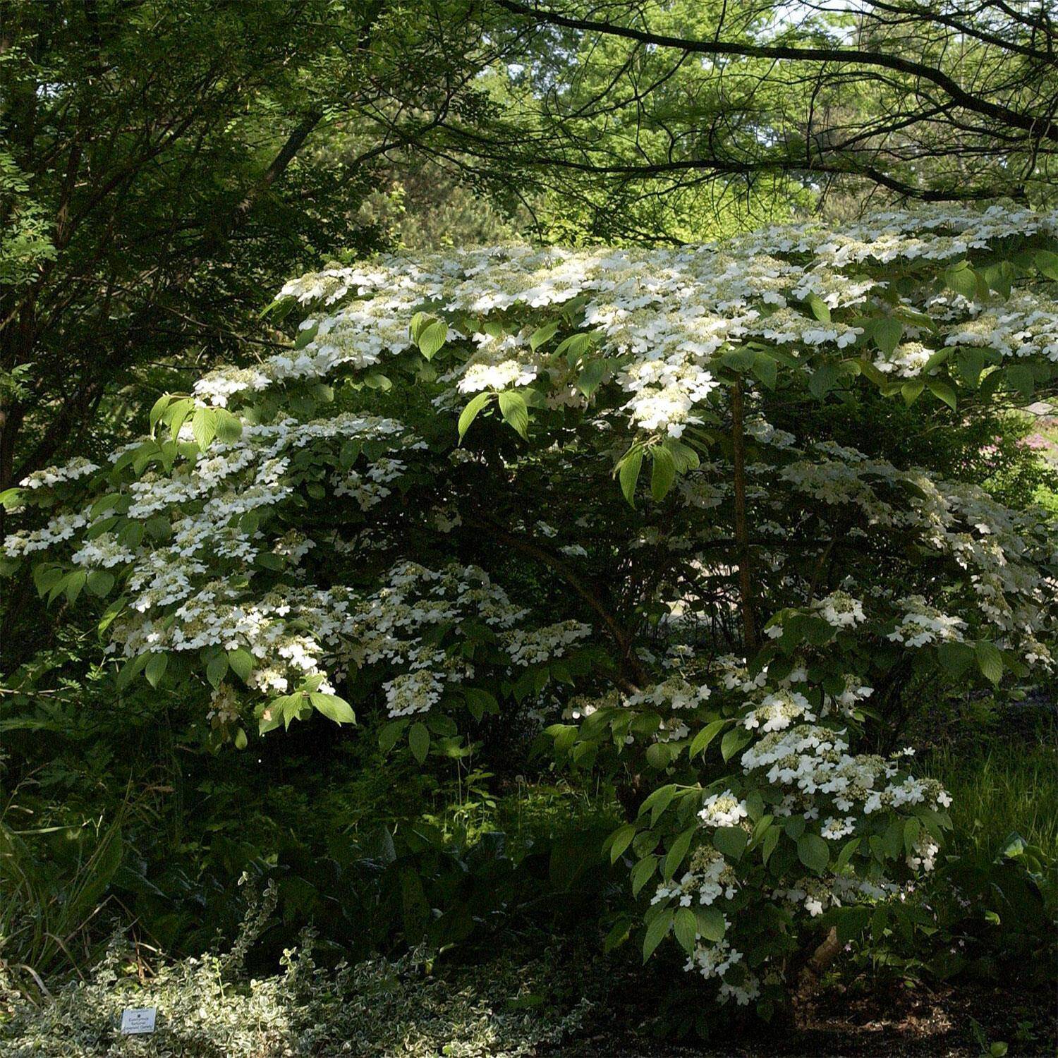 Kategorie <b>Laubbäume </b> - Japanischer Schneeball 'Mariesii' - Viburnum plicatum 'Mariesii'