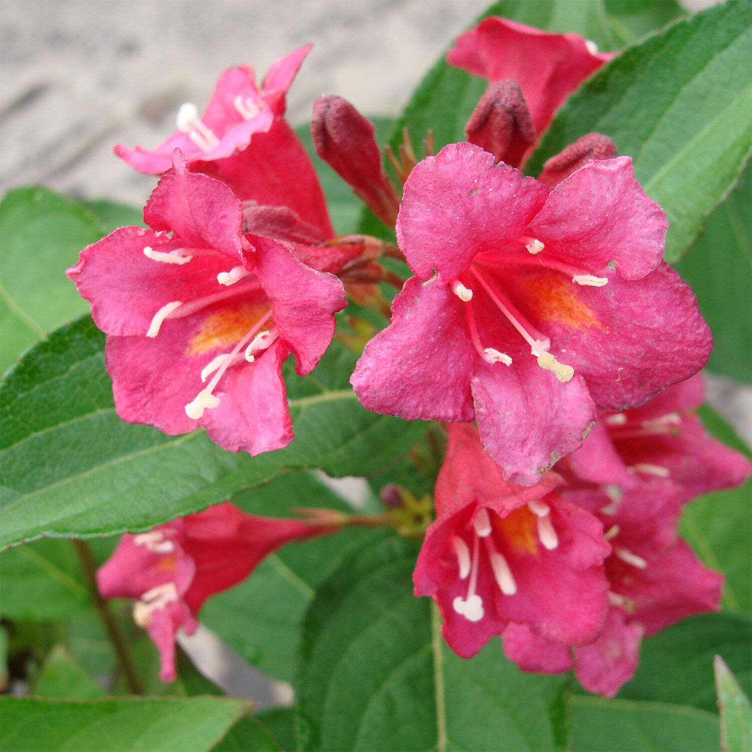 Blüte der Weigela 'Bristol Ruby'