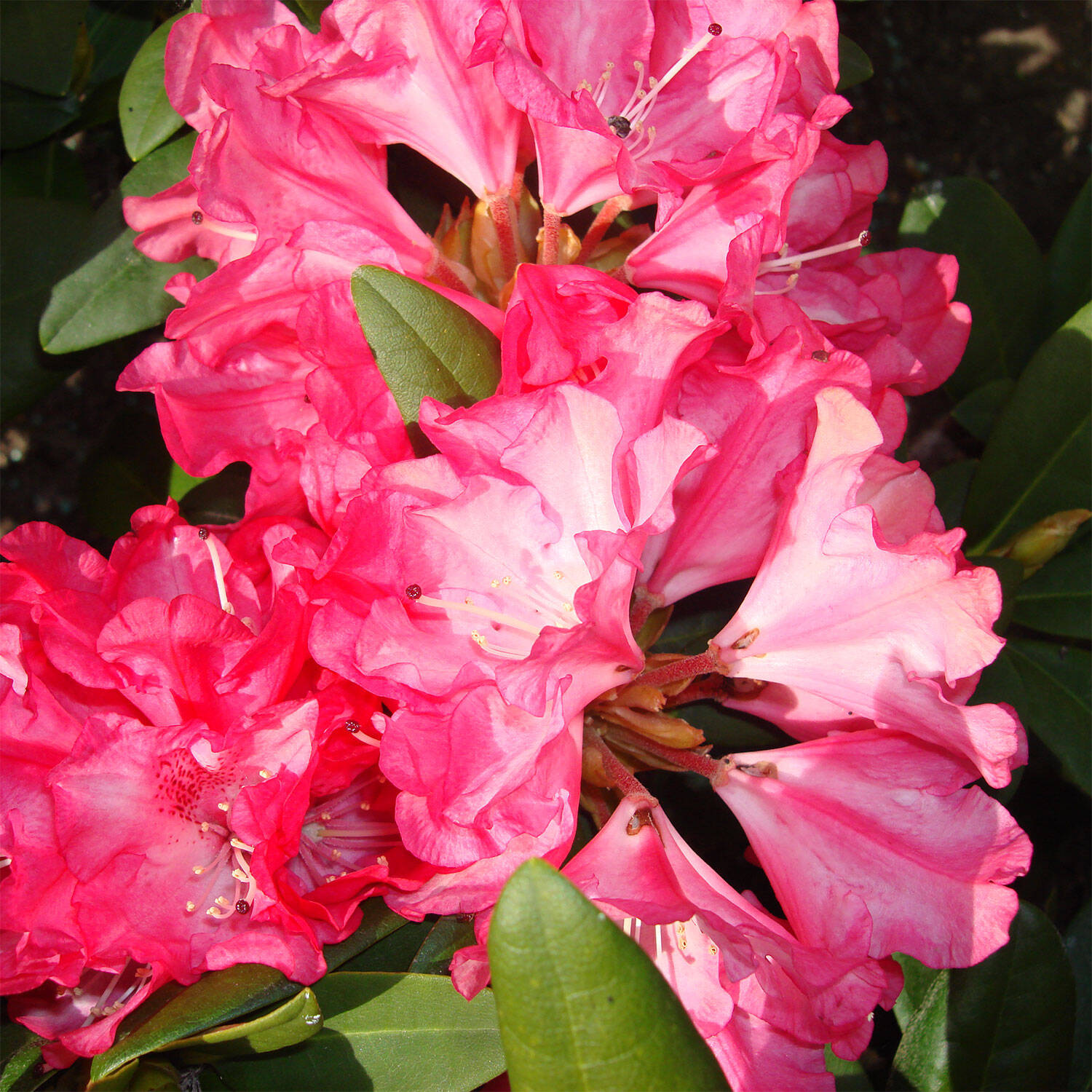 Kategorie <b>Hecken </b> - Rhododendron 'Anuschka' - Rhododendron yakushimanum 'Anuschka'