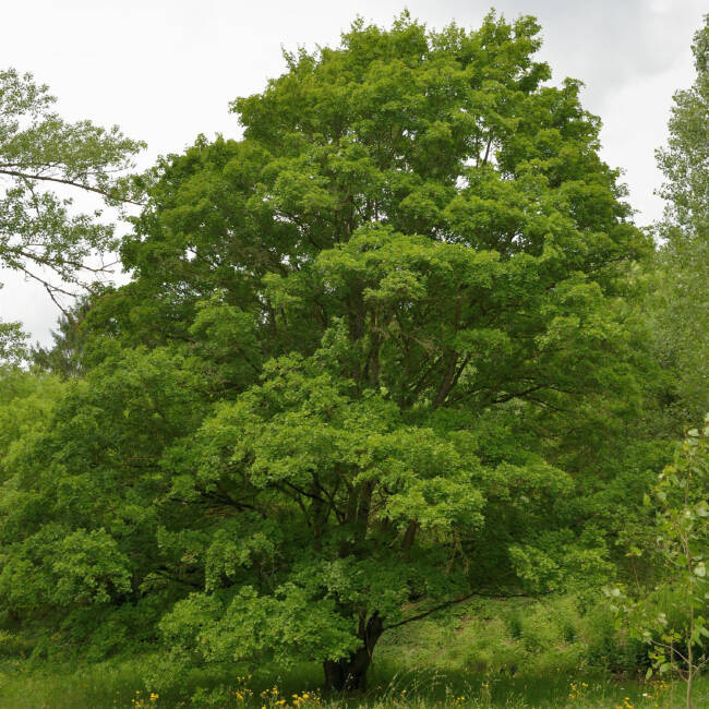 Acer campestre C 3 60-100 cm