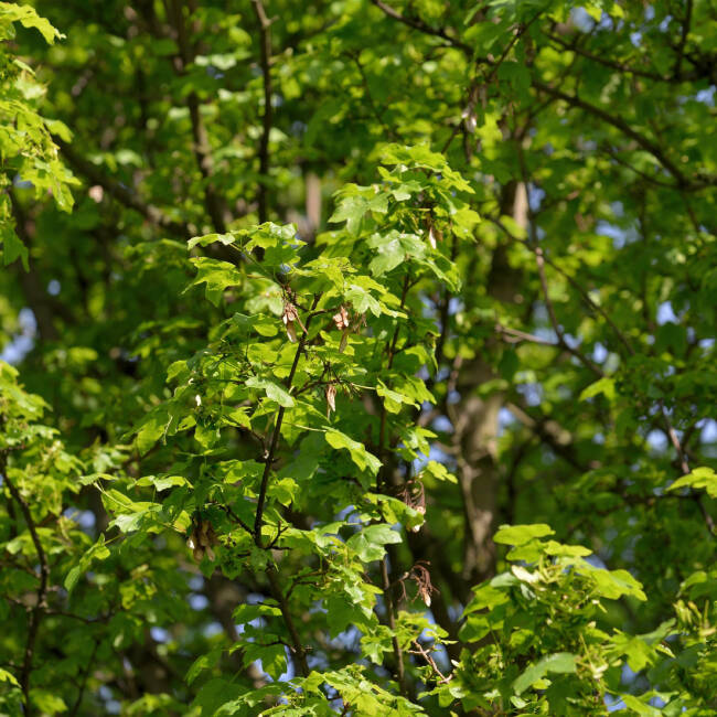 Acer campestre C 3 60-100 cm