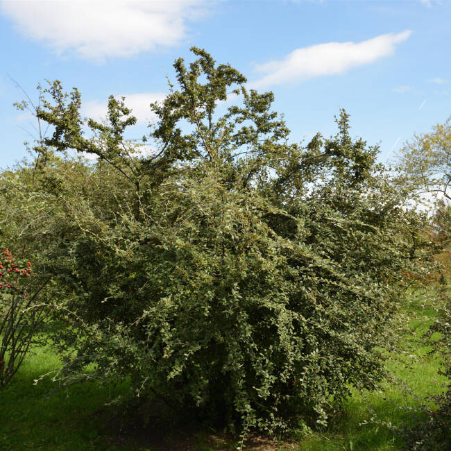 Cotoneaster franchetii C 3 60-80cm