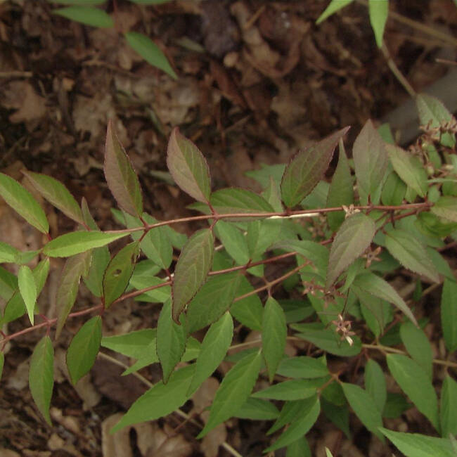 Deutzia kalmiiflora C 5 40-60 cm