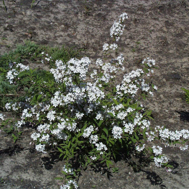 Deutzia kalmiiflora C 5 40-60 cm