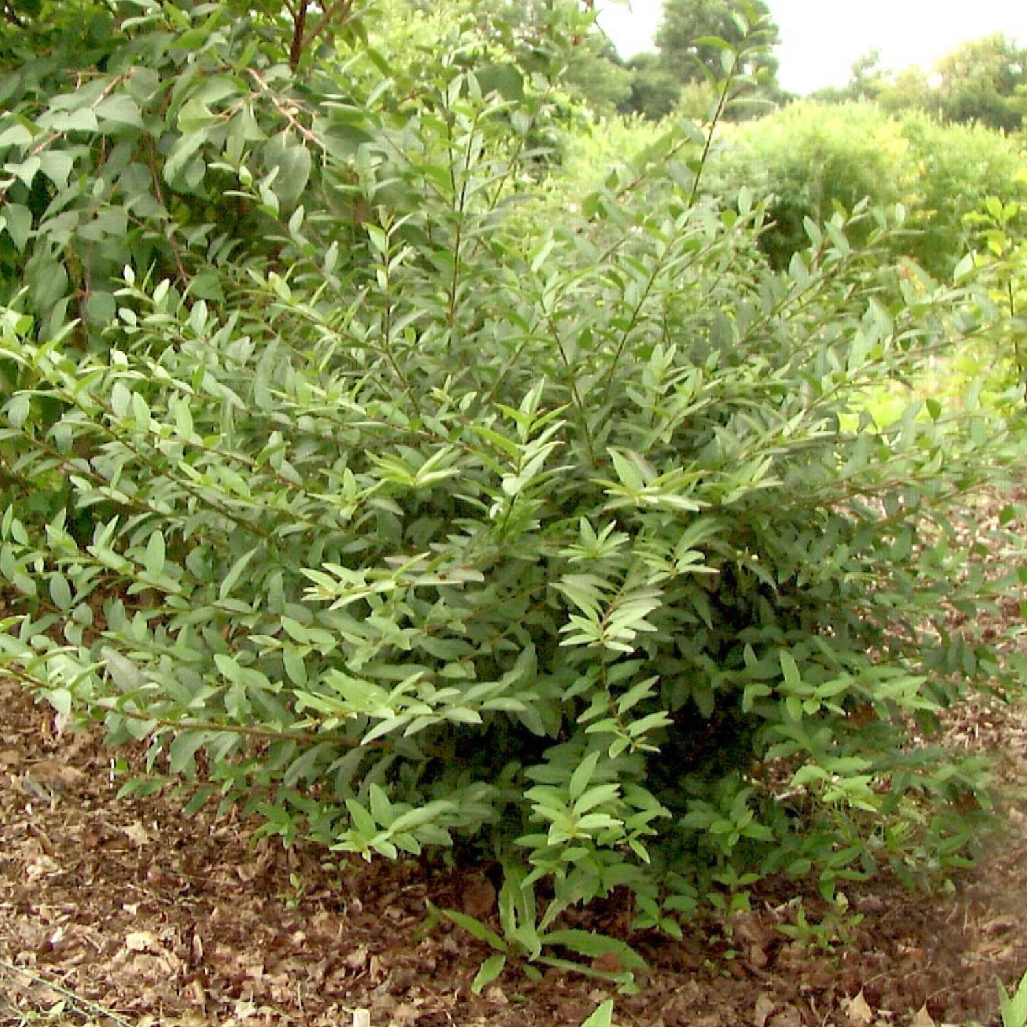 Laubbäume - Zwergliguster 'Lodense' - Ligustrum vulgare 'Lodense'
