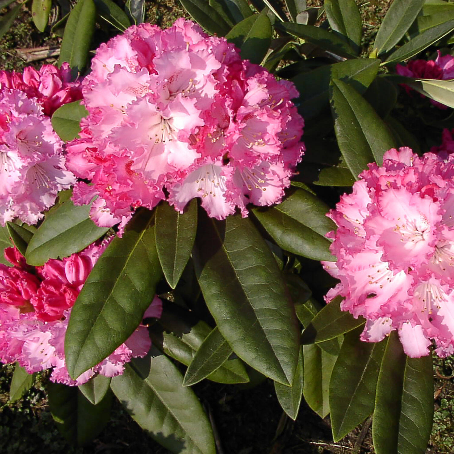 Kategorie <b>Hecken </b> - Rhododendron 'Arabella' - Rhododendron yakushimanum 'Arabella'