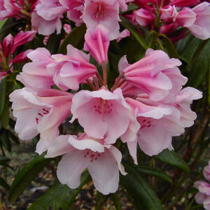 Rhododendron yakushimanum Dear Barbara