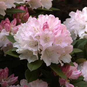 Rhododendron yakushimanum Dreamland
