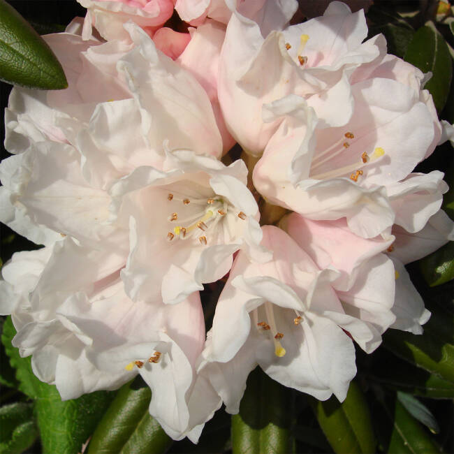 Rhododendron yakushimanum Edelweiß