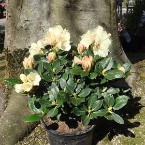 Rhododendron yakushimanum Flava