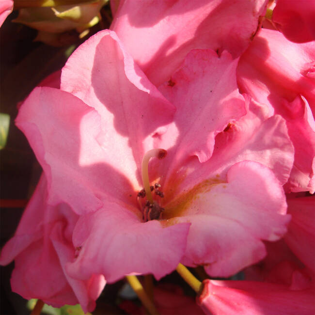 Rhododendron yakushimanum Herbstzauber -S-