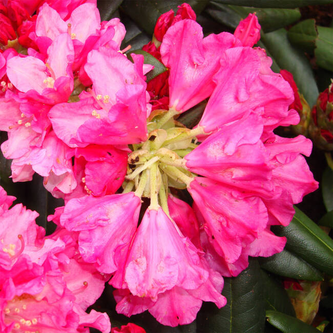Rhododendron yakushimanum Kalinka