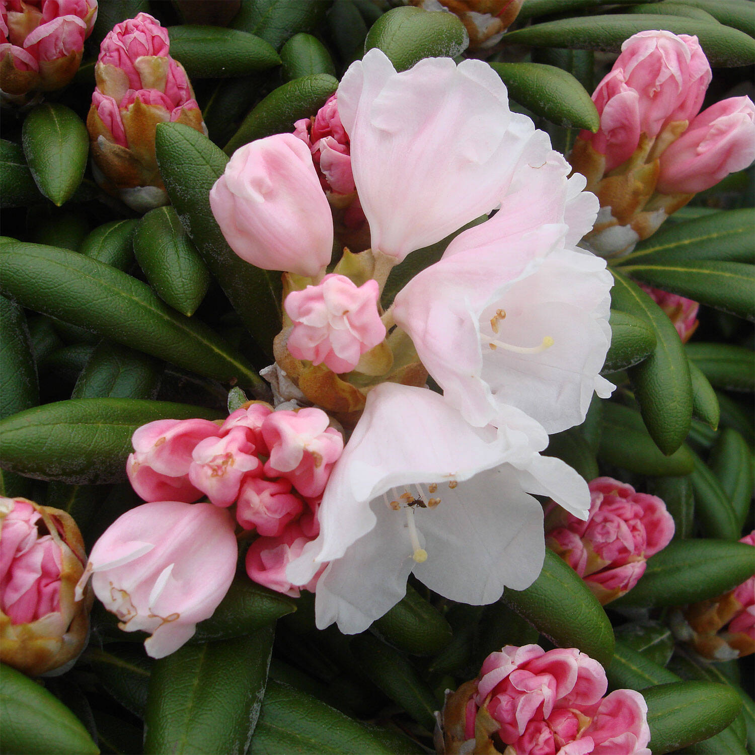 Kategorie <b>Hecken </b> - Rhododendron 'Koichiro Wada' - Rhododendron yakushimanum 'Koichiro Wada'