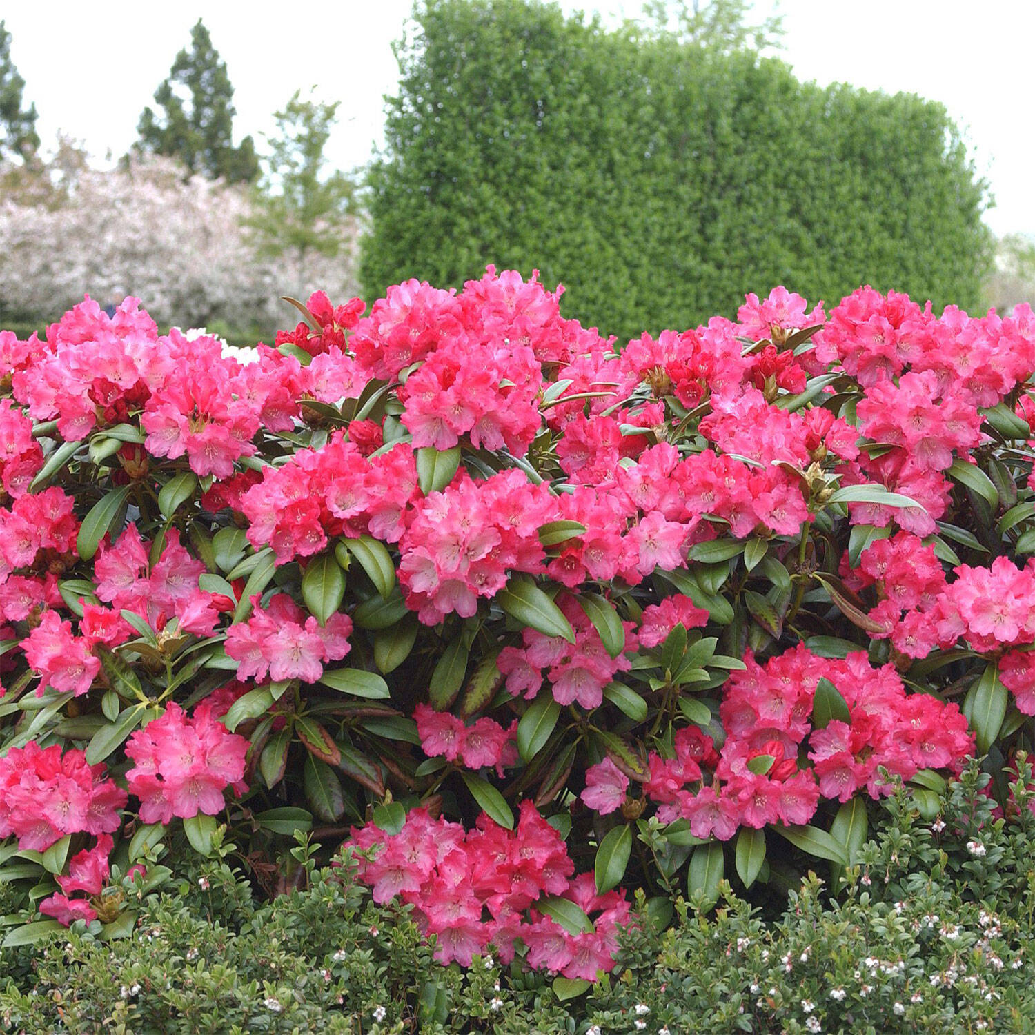 Kategorie <b>Hecken </b> - Rhododendron 'Morgenrot' - Rhododendron yakushimanum 'Morgenrot'
