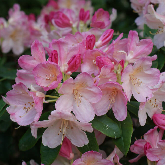 Rhododendron yakushimanum Percy Wiseman