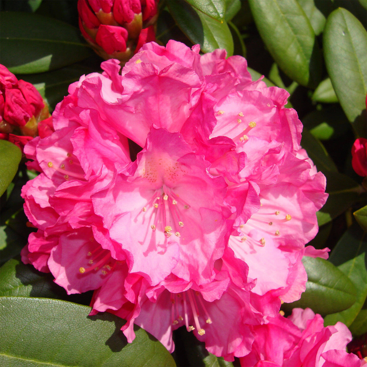 Kategorie <b>Hecken </b> - Rhododendron 'Polaris' - Rhododendron yakushimanum 'Polaris'