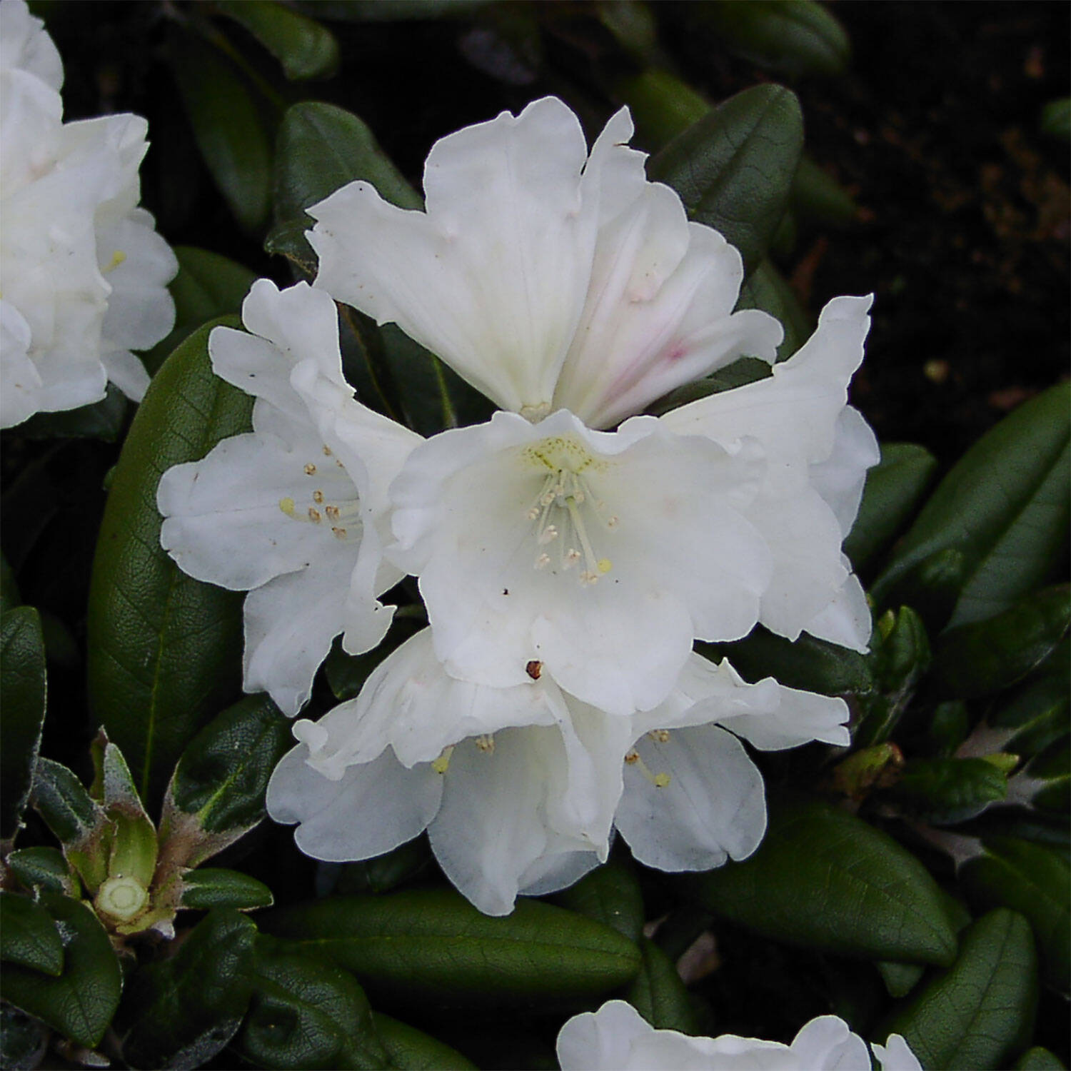 Kategorie <b>Hecken </b> - Rhododendron 'Schneekissen' - Rhododendron yakushimanum 'Schneekissen'
