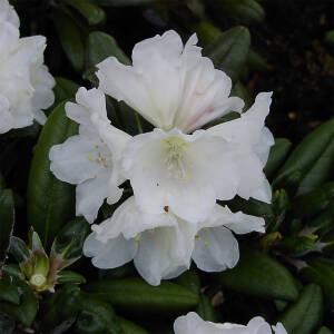 Rhododendron yakushimanum Schneekissen